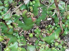 Marchantia