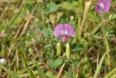 Smithia purpurea
