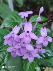 Pseuderanthemum graciliflorum
