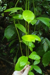 Hoya diversifolia
