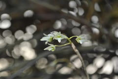 Dendrobium herbaceum