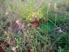 Acraea terpsicore