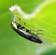 Melobasis purpurascens