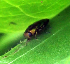 Melobasis purpurascens