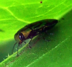 Melobasis purpurascens