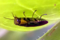 Melobasis purpurascens