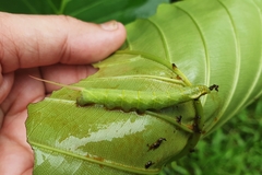 Enpinanga borneensis