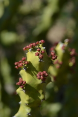 Euphorbia
