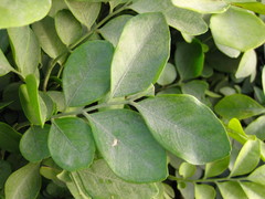 Rutaceae