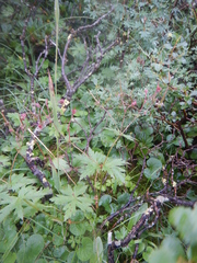 Geranium krylovii