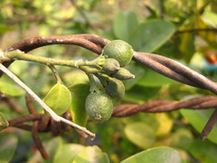 Rutaceae