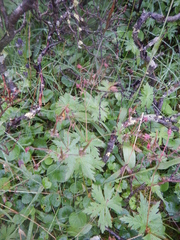 Geranium krylovii