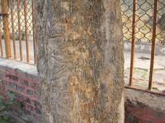 Polyalthia