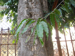 Polyalthia