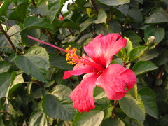Hibiscus