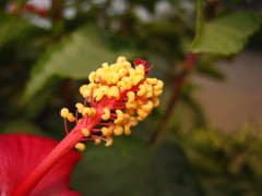 Hibiscus