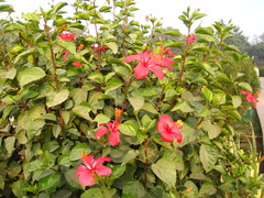 Hibiscus
