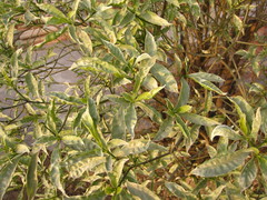 Rutaceae