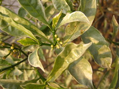Rutaceae