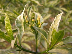Rutaceae