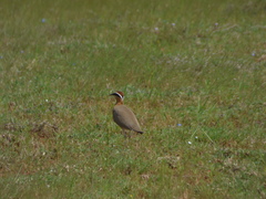 Cursorius coromandelicus