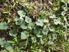 Trichosanthes scabra