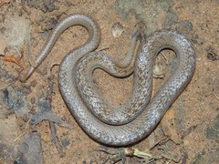 Oligodon pseudotaeniatus