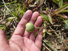 Trichosanthes scabra