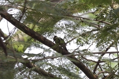 Dendrocopos analis
