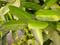 Rutaceae