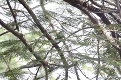 Dendrocopos analis