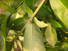 Rutaceae