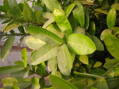 Rutaceae
