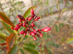 Jatropha
