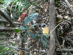 Oxyceros longiflorus