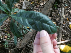 Oxyceros longiflorus