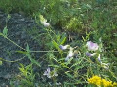 Vicia biennis