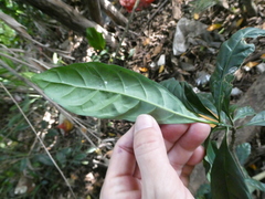 Oxyceros longiflorus