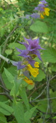 Melampyrum polonicum