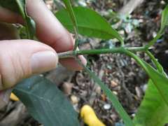 Oxyceros longiflorus