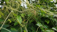 Cuscuta
