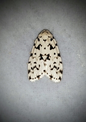 Aemene taprobanis