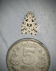 Aemene taprobanis