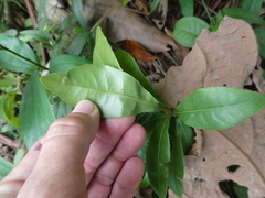 Ochna thomasiana