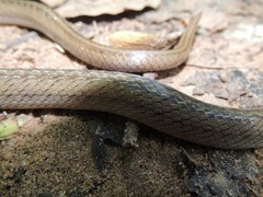 Oligodon pseudotaeniatus