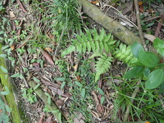 Christella subpubescens