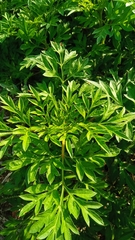 Cosmos caudatus