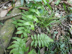 Christella subpubescens