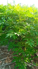 Cosmos caudatus