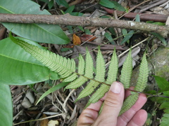 Christella subpubescens